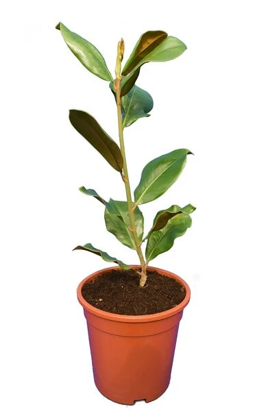 Magnolia Grandiflora Victoria - Totale Hoogte 50+ Cm - Pot Ø 22 Cm 3 Magnolia Grandiflora Victoria - Totale Hoogte 50+ Cm - Pot Ø 22 Cm