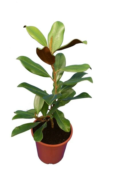 Magnolia Grandiflora Nantais - Totale Hoogte 60+ Cm - Pot Ø 22 Cm 4 Magnolia Grandiflora Nantais - Totale Hoogte 60+ Cm - Pot Ø 22 Cm - Afbeelding 2