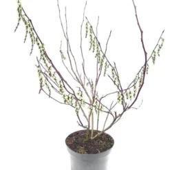 Stachyurus Chinensis Celina - Totale Hoogte 70-90 Cm - Pot Ø 19 Cm