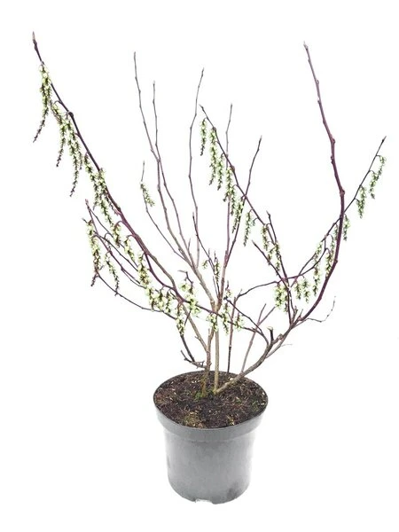 Stachyurus Chinensis Celina - Totale Hoogte 70-90 Cm - Pot Ø 19 Cm 3 Stachyurus Chinensis Celina - Totale Hoogte 70-90 Cm - Pot Ø 19 Cm