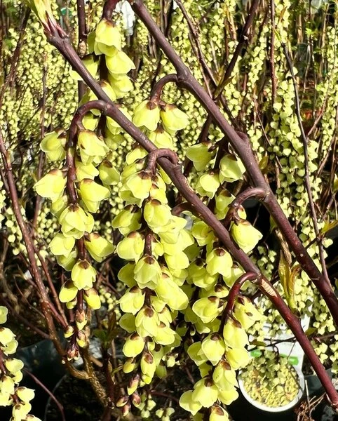 Stachyurus Chinensis Celina - Totale Hoogte 70-90 Cm - Pot Ø 19 Cm 4 Stachyurus Chinensis Celina - Totale Hoogte 70-90 Cm - Pot Ø 19 Cm - Afbeelding 2