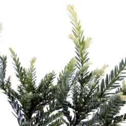 Sequoia Sempervirens Adpressa 3 Ltr -Flora Hart Verkoopwinkel 1991176140