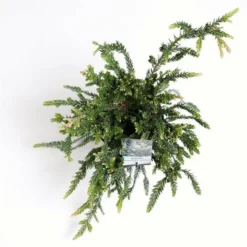 Sequoia Sempervirens Adpressa 3 Ltr -Flora Hart Verkoopwinkel 1991176143