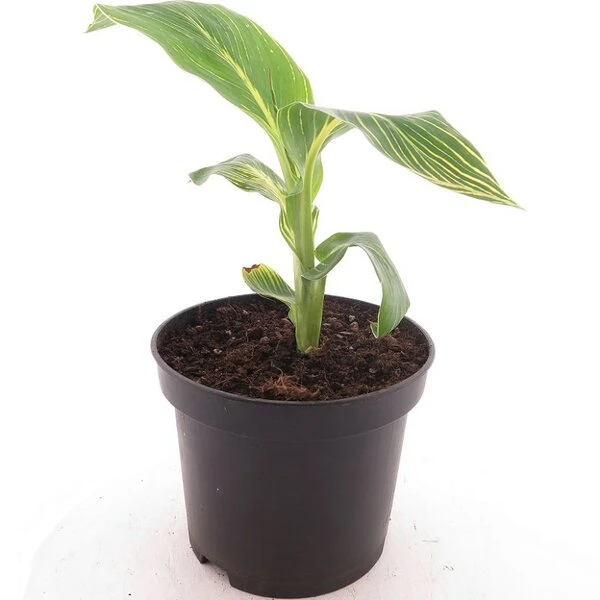 Canna Tropicanna Gold - Totale Hoogte 40+ Cm - Pot Ø 19 Cm 3 Canna Tropicanna Gold - Totale Hoogte 40+ Cm - Pot Ø 19 Cm