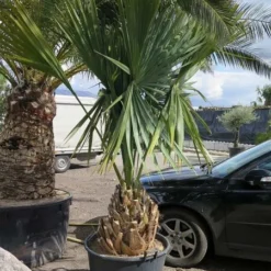 Sabal Minor - Totale Hoogte 180+ Cm - Stamhoogte 30-40 Cm - Pot Ø 60 Cm [pallet]