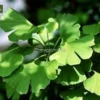 Ginkgo Biloba - Totale Hoogte 40+ Cm - Pot Ø 17 Cm -Flora Hart Verkoopwinkel 1991489322