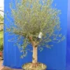 Olea Europaea - Stamomtrek 50+ Cm [pallet]