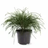 Thuja Plicata Whipcord - Totale Hoogte 40+ Cm - Pot 5 Ltr