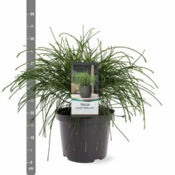 Thuja Plicata Whipcord - Totale Hoogte 40+ Cm - Pot 5 Ltr 12 Thuja Plicata Whipcord - Totale Hoogte 40+ Cm - Pot 5 Ltr -Flora Hart Verkoopwinkel 1991490093