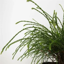 Thuja Plicata Whipcord - Totale Hoogte 40+ Cm - Pot 5 Ltr 13 Thuja Plicata Whipcord - Totale Hoogte 40+ Cm - Pot 5 Ltr -Flora Hart Verkoopwinkel 1991490096