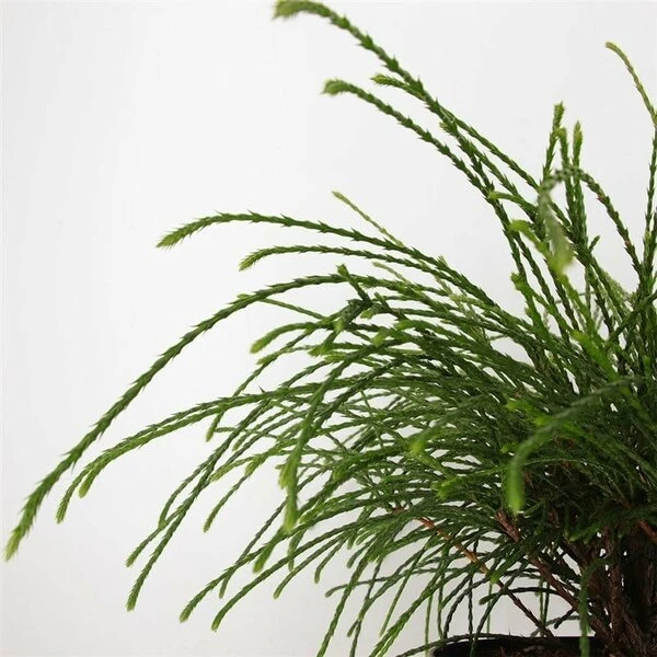 Thuja Plicata Whipcord - Totale Hoogte 40+ Cm - Pot 5 Ltr 6 Thuja Plicata Whipcord - Totale Hoogte 40+ Cm - Pot 5 Ltr - Afbeelding 4