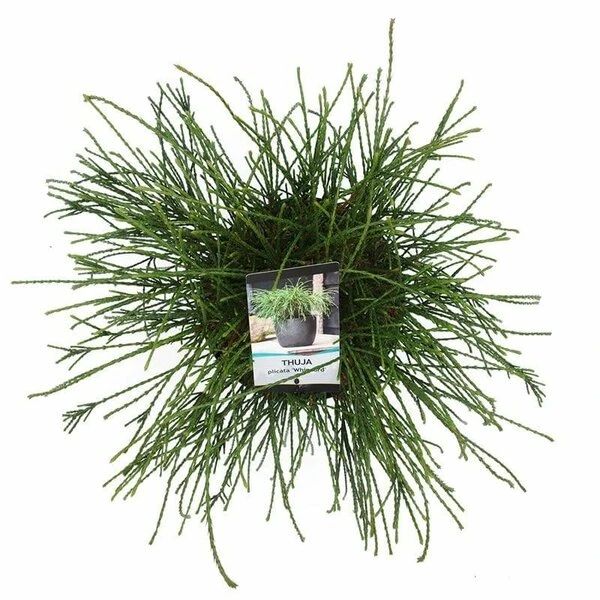 Thuja Plicata Whipcord - Totale Hoogte 40+ Cm - Pot 5 Ltr 7 Thuja Plicata Whipcord - Totale Hoogte 40+ Cm - Pot 5 Ltr - Afbeelding 5