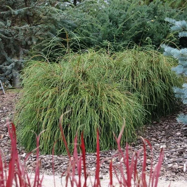 Thuja Plicata Whipcord - Totale Hoogte 40+ Cm - Pot 5 Ltr 10 Thuja Plicata Whipcord - Totale Hoogte 40+ Cm - Pot 5 Ltr - Afbeelding 8