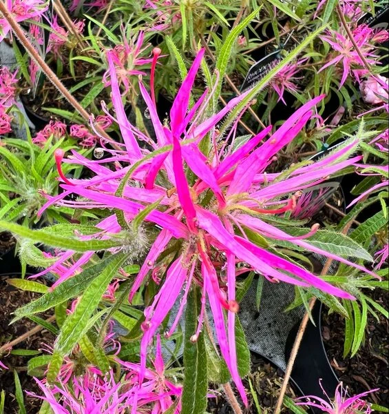 Rhododendron Stenopetalum Linearifolium - Totale Hoogte 40+ Cm - Pot Ø 17 Cm 3 Rhododendron Stenopetalum Linearifolium - Totale Hoogte 40+ Cm - Pot Ø 17 Cm