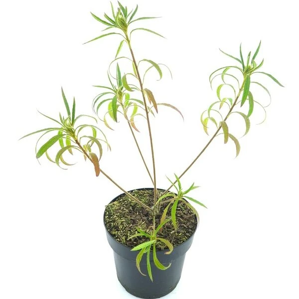 Rhododendron Stenopetalum Linearifolium - Totale Hoogte 40+ Cm - Pot Ø 17 Cm 4 Rhododendron Stenopetalum Linearifolium - Totale Hoogte 40+ Cm - Pot Ø 17 Cm - Afbeelding 2