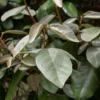 Elaeagnus Ebbingei - Totale Hoogte 50+ Cm - Pot Ø 18 Cm -Flora Hart Verkoopwinkel 1991490207