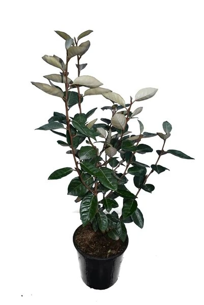 Elaeagnus Ebbingei - Totale Hoogte 50+ Cm - Pot Ø 18 Cm 4 Elaeagnus Ebbingei - Totale Hoogte 50+ Cm - Pot Ø 18 Cm - Afbeelding 2