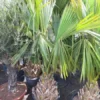 Sabal Minor - Totale Hoogte 220+ Cm - Stamhoogte 50-60 Cm - Pot Ø 65 Cm [pallet] -Flora Hart Verkoopwinkel 1991550873