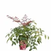 Nandina Domestica Flirt - Totale Hoogte 35+ Cm - Pot 13 X 13 Cm 2 Nandina Domestica Flirt - Totale Hoogte 35+ Cm - Pot 13 X 13 Cm -Flora Hart Verkoopwinkel 1991565552