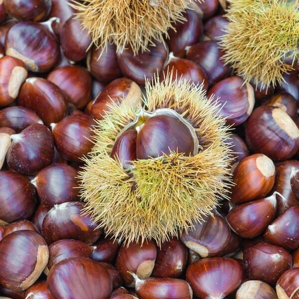 Castanea Sativa - Totale Hoogte 130-150 Cm - Pot Ø 27 Cm 3 Castanea Sativa - Totale Hoogte 130-150 Cm - Pot Ø 27 Cm