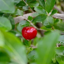 Crataegus Azarolus - Totale Hoogte 160-180 Cm - Pot Ø 27 Cm