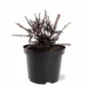 Podocarpus Chocolate Box - Pot 3 Ltr -Flora Hart Verkoopwinkel 1991567451