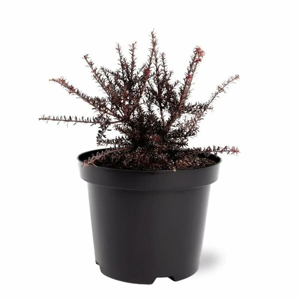 Podocarpus Chocolate Box - Pot 3 Ltr 3 Podocarpus Chocolate Box - Pot 3 Ltr