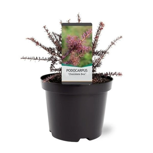Podocarpus Chocolate Box - Pot 3 Ltr 4 Podocarpus Chocolate Box - Pot 3 Ltr - Afbeelding 2