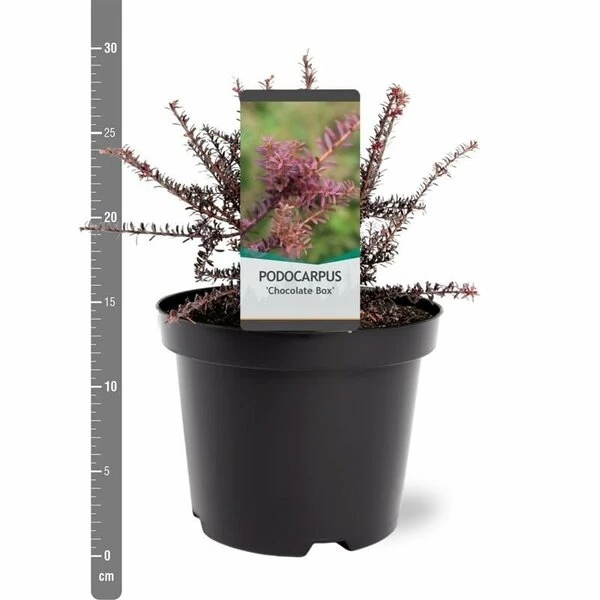Podocarpus Chocolate Box - Pot 3 Ltr 5 Podocarpus Chocolate Box - Pot 3 Ltr - Afbeelding 3