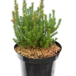 Podocarpus Chocolate Box - Pot 3 Ltr 11 Podocarpus Chocolate Box - Pot 3 Ltr -Flora Hart Verkoopwinkel 1991567460