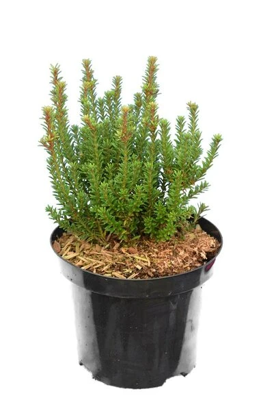 Podocarpus Chocolate Box - Pot 3 Ltr 6 Podocarpus Chocolate Box - Pot 3 Ltr - Afbeelding 4