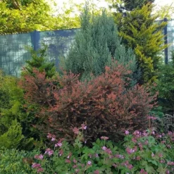 Podocarpus Chocolate Box - Pot 3 Ltr 12 Podocarpus Chocolate Box - Pot 3 Ltr -Flora Hart Verkoopwinkel 1991567463