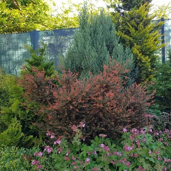 Podocarpus Chocolate Box - Pot 3 Ltr 7 Podocarpus Chocolate Box - Pot 3 Ltr - Afbeelding 5