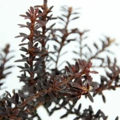 Podocarpus Chocolate Box - Pot 3 Ltr 13 Podocarpus Chocolate Box - Pot 3 Ltr -Flora Hart Verkoopwinkel 1991567466