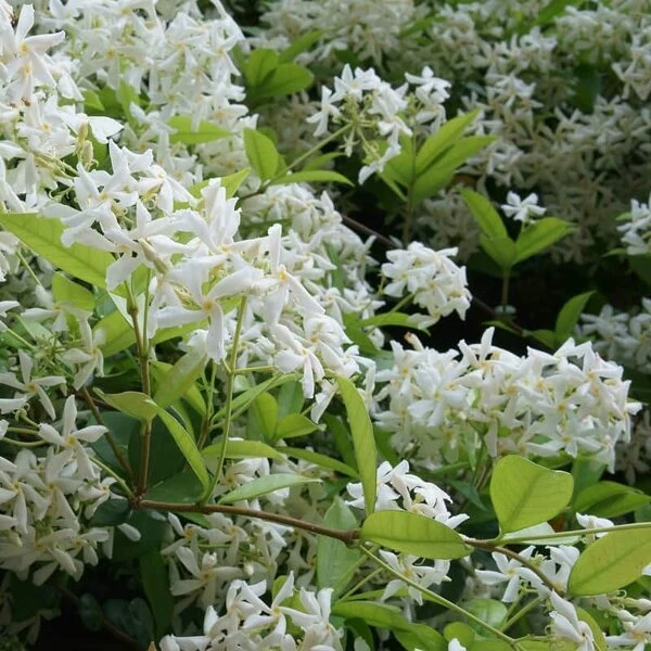 Trachelospermum Jasminoides - Pot 3 Ltr 4 Trachelospermum Jasminoides - Pot 3 Ltr - Afbeelding 2