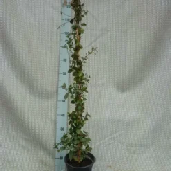 Trachelospermum Jasminoides - Pot 3 Ltr 9 Trachelospermum Jasminoides - Pot 3 Ltr -Flora Hart Verkoopwinkel 1991606007