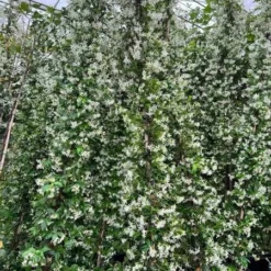 Flora Hart Verkoopwinkel -Flora Hart Verkoopwinkel 1991606064