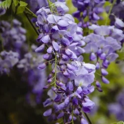 Wisteria Sinensis - Totale Hoogte 100+ Cm - 3 Ltr Pot -Flora Hart Verkoopwinkel 1991606094
