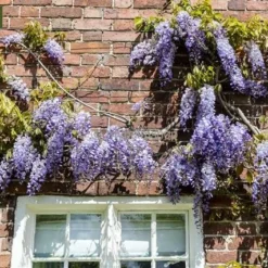 Wisteria Sinensis - Totale Hoogte 100+ Cm - 3 Ltr Pot -Flora Hart Verkoopwinkel 1991606097