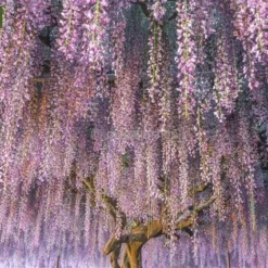 Wisteria Sinensis - Pot Ø 38 Cm [pallet]