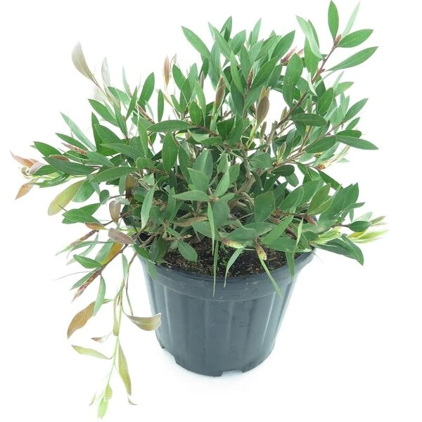 Callistemon Laevis - Pot Ø 22 Cm 3 Callistemon Laevis - Pot Ø 22 Cm