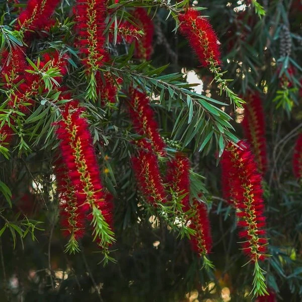 Callistemon Viminalis Captain Cook - Totale Hoogte 40+ Cm - Pot Ø 22 Cm 3 Callistemon Viminalis Captain Cook - Totale Hoogte 40+ Cm - Pot Ø 22 Cm