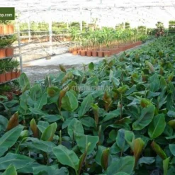 Musa Sikkimensis 'Red Tiger' - Total Hoogte 40+cm - Pot 2 Ltr. -Flora Hart Verkoopwinkel 1991610150