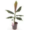 Musa Sikkimensis Red Tiger - Pot Ø 24 Cm -Flora Hart Verkoopwinkel 1991610180