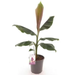 Musa Sikkimensis Red Tiger - Pot Ø 24 Cm