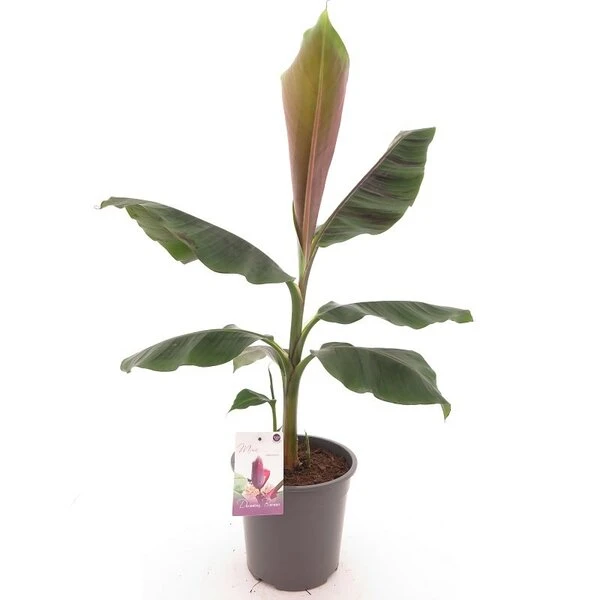 Musa Sikkimensis Red Tiger - Pot Ø 24 Cm 3 Musa Sikkimensis Red Tiger - Pot Ø 24 Cm