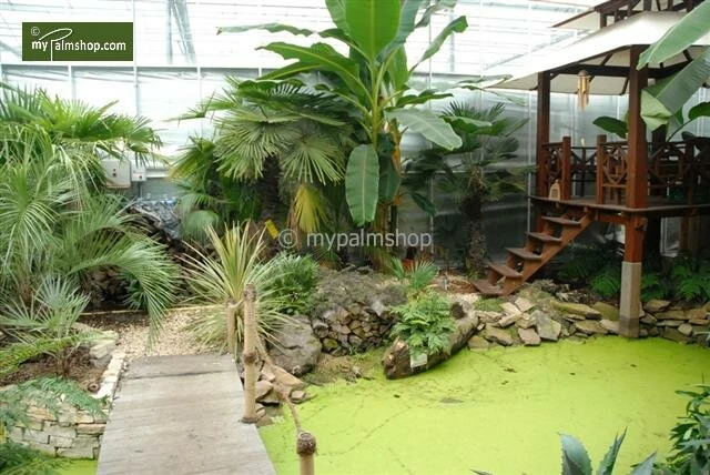 Musa Sikkimensis Red Tiger - Pot Ø 24 Cm 4 Musa Sikkimensis Red Tiger - Pot Ø 24 Cm - Afbeelding 2