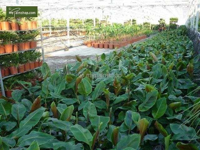 Musa Sikkimensis Red Tiger - Pot Ø 24 Cm 5 Musa Sikkimensis Red Tiger - Pot Ø 24 Cm - Afbeelding 3