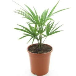 Trachycarpus Fortunei Frosty - Totale Hoogte 50-70 Cm - Pot Ø 21 Cm
