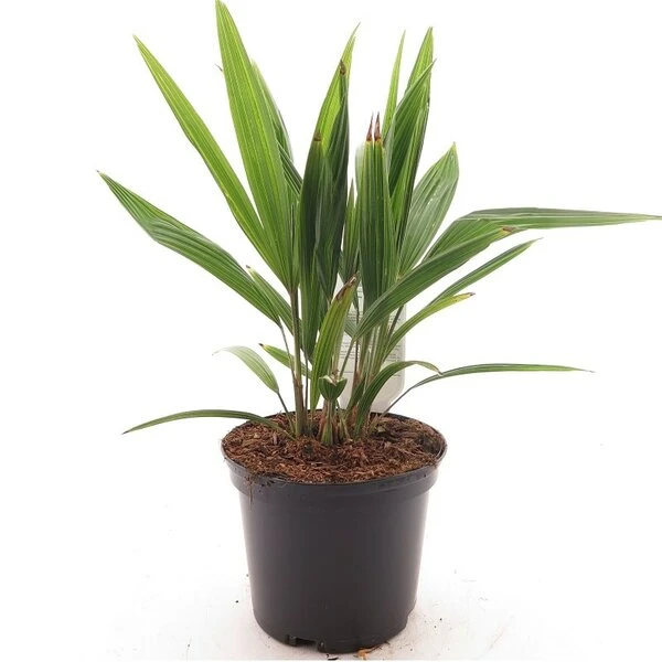 Trachycarpus Fortunei Multitrunk - Pot Ø 17 Cm 3 Trachycarpus Fortunei Multitrunk - Pot Ø 17 Cm
